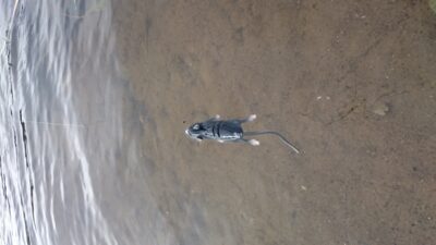 Northern Pike, 1.5 kg — Neman River