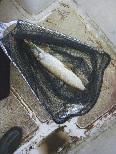 Northern Pike, 1.1 kg