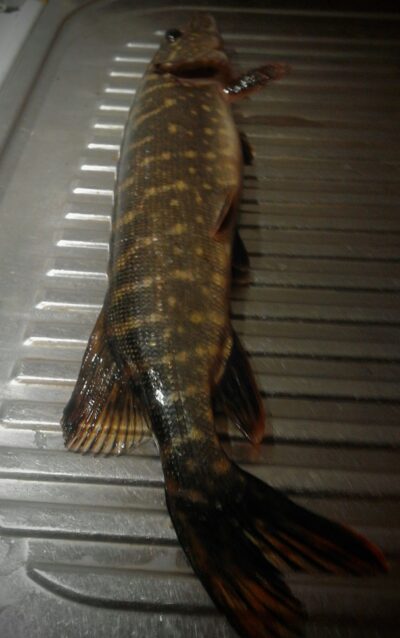 Northern Pike, 0.6 kg