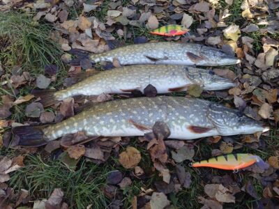 Northern Pike ×3