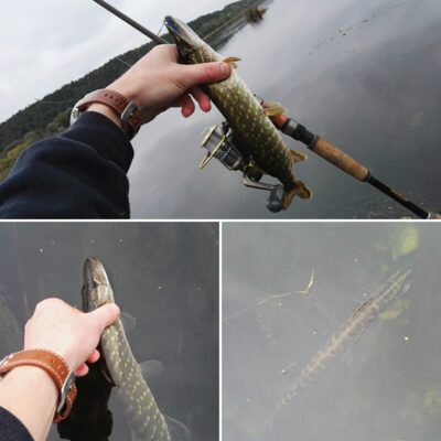 Northern Pike — Neman River
