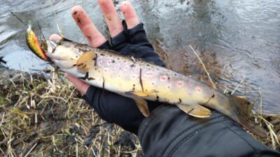 Brown Trout — Merkys