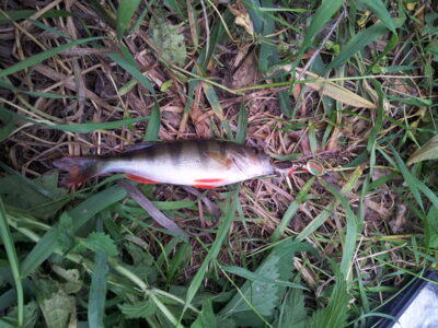 Eurasian perch, 0.1 kg