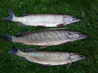 Northern Pike ×3