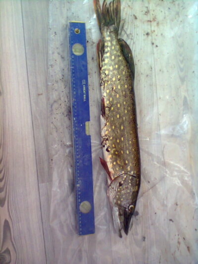 Northern Pike, 2.2 kg — Danė