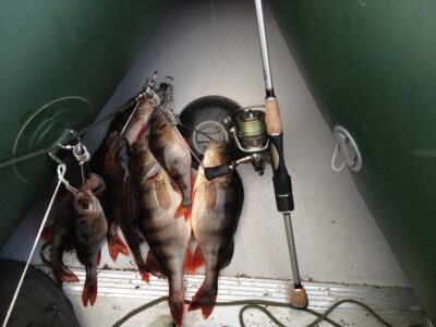 Eurasian perch — Pašiaušės I-asis