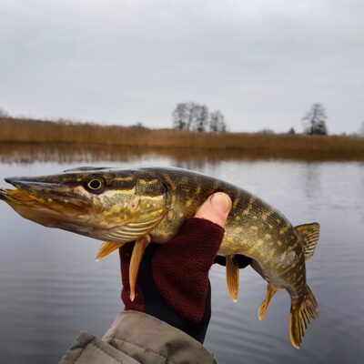 Northern Pike