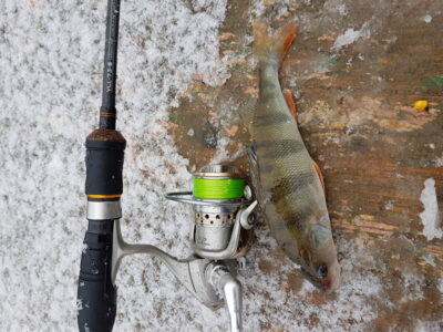 Eurasian perch — Danė