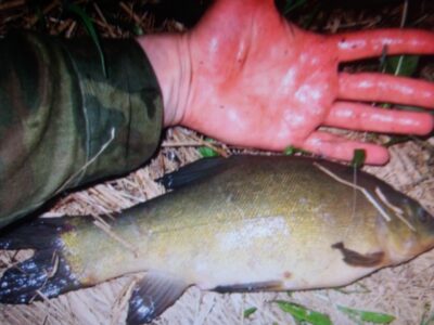 Tench, 3.1 kg — Aujėdas