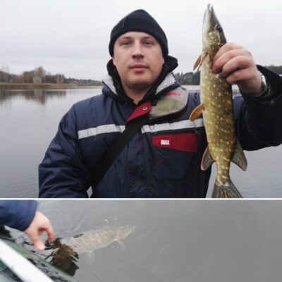 Northern Pike — Pazelvės