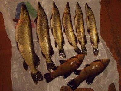 Northern Pike ×6