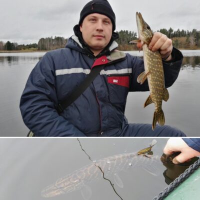 Northern Pike — Pazelvės