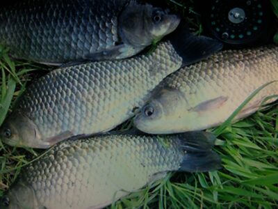 Prussian carp — Baluošas
