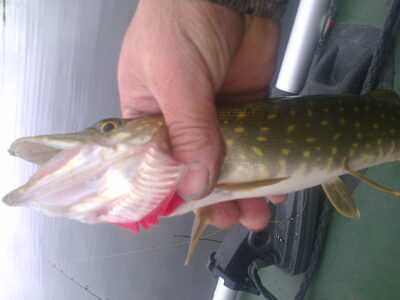 Northern Pike — Sekluotis