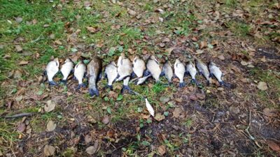 Carp bream ×12 — Arinas