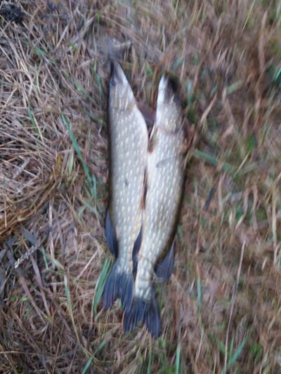 Northern Pike, 1.5 kg — Pagryžuvio