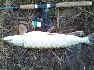 Northern Pike, 1.3 kg