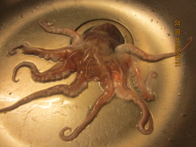 Billum, 0.6 kg — Norwegian Sea