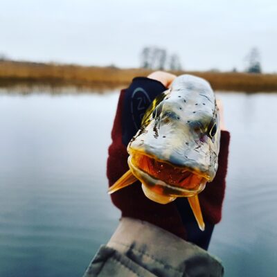 Northern Pike — Minija
