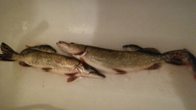 Northern Pike, 1.7 kg