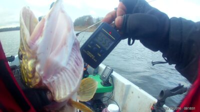 Northern Pike, 2.5 kg — Sartai