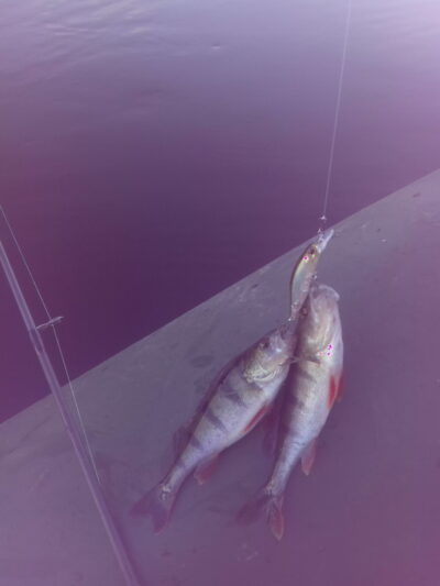 Eurasian perch, 0.2 kg — Kaunas reservoir