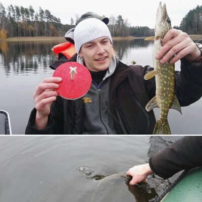 Northern Pike — Pazelvės