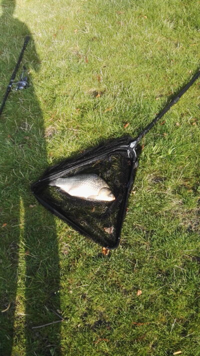 Prussian carp, 1.8 kg