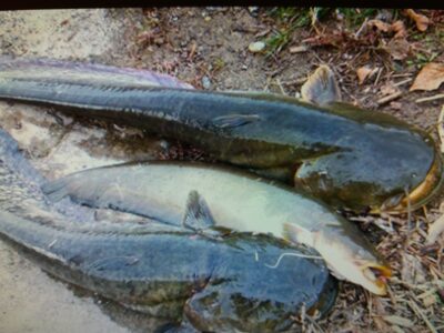 Wels catfish — Gilūšis