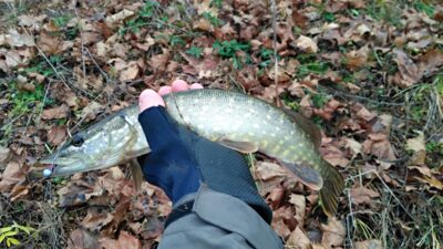 Northern Pike — Antanavo HE