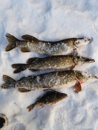 Northern Pike ×3 — Gauštvinis