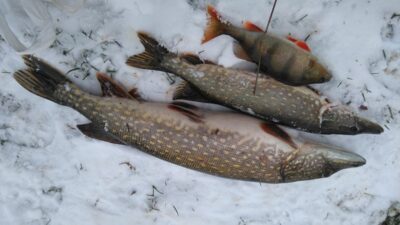 Northern Pike, 2.6 kg — Mūša