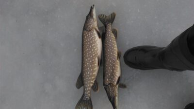 Northern Pike, 2.2 kg — Krūminių