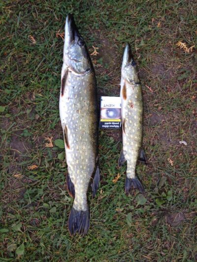Northern Pike, 4.0 kg