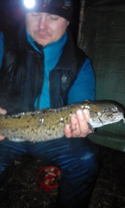 Burbot, 1.5 kg — Neman River