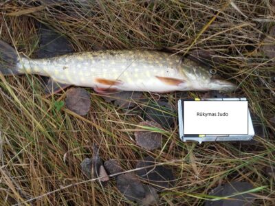 Northern Pike — Didžiulis