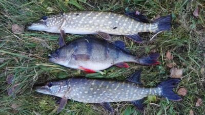 Northern Pike ×2 — Pazelvės