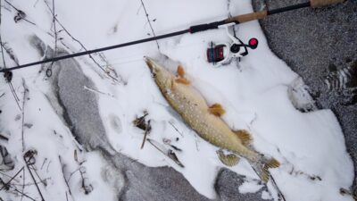 Northern Pike, 3.0 kg