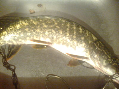 Northern Pike — Skerdžius