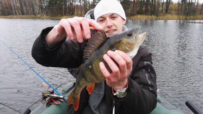 Eurasian perch, 0.9 kg — Pazelvės