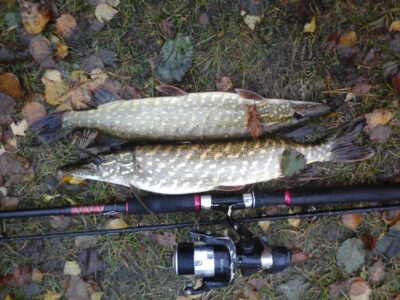 Northern Pike — Kiaunas