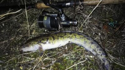 Burbot — Neman River