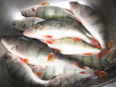Eurasian perch ×11