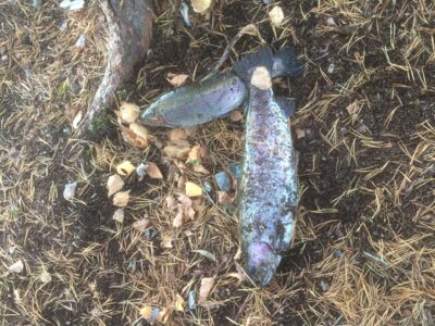 Ocean Trout, 2.5 kg