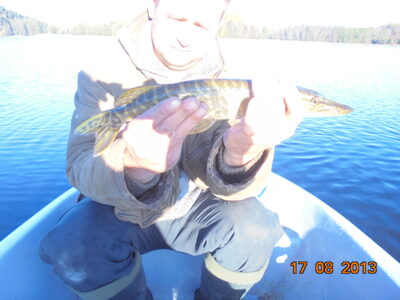 Northern Pike ×8 — Sartai