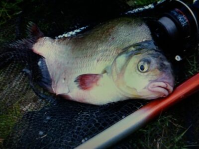Carp bream — Aujėdas