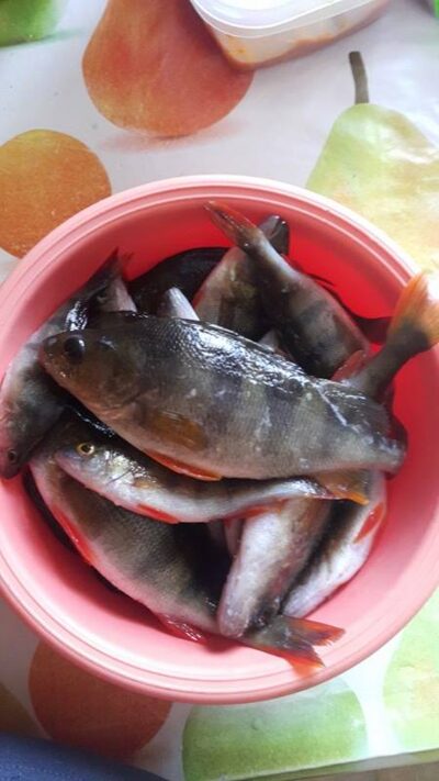 Eurasian perch ×35 — Andriškių