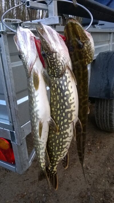 Northern Pike ×3