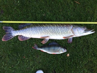 Northern Pike, 4.7 kg