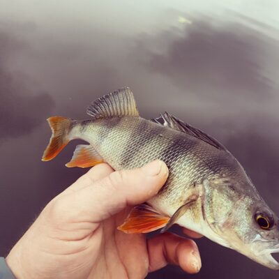 Eurasian perch — Minija